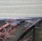 3 gourami vissen, Dieren en Toebehoren, Vis
