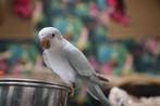 Baby Muisparkieten | Getest | Jonkies | Makkelijk tam, Meerdere dieren, Parkiet, Pratend