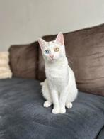 Poezen zoeken nieuw baasje, Poes