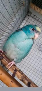 Kakariki baby 7,5 weken oud geringd, Dieren en Toebehoren, Parkiet, Geringd