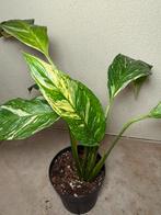 Spathiphyllum diamond variegata (1), Huis en Inrichting, Kamerplanten, Ophalen of Verzenden, Halfschaduw, Minder dan 100 cm