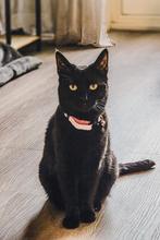 Liefdevol huisje gezocht, Dieren en Toebehoren, Katten en Kittens | Raskatten | Korthaar, Poes, Ontwormd, 3 tot 5 jaar