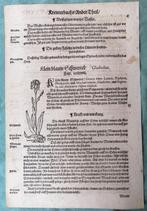 Blad uit Adam Lonicer Kräuterbuch - van 1593 gladiool?, Ophalen of Verzenden