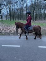 Super lieve kleine b sportpony, Dieren en Toebehoren, Pony's, Dressuurpony, Zadelmak, 3 tot 6 jaar, B pony (1.17m tot 1.27m)