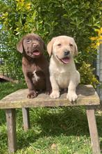 Labrador pups, Dieren en Toebehoren, Honden | Retrievers, Spaniëls en Waterhonden, Meerdere, 8 tot 15 weken, Labrador retriever
