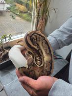1.0 Piebald Koningspython, Dieren en Toebehoren, Reptielen en Amfibieën, Slang