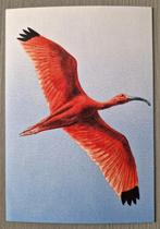 Beleef de natuur vogels Bonaire rode Ibis Ansichtkaart, Verzenden, 1980 tot heden, Ongelopen, Overige thema's