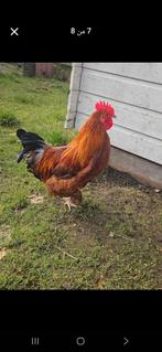 Gratis ophalen, Dieren en Toebehoren, Overige Dieren, Juni, Vrouwelijk