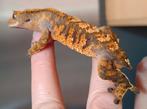 Wimpergekko mannetje, Dieren en Toebehoren, Reptielen en Amfibieën, Hagedis, 0 tot 2 jaar