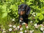 Nog één knap Teckel reutje, Dieren en Toebehoren, Honden | Teckels en Dashonden, Reu, CDV (hondenziekte), 8 tot 15 weken, Korthaar