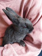 Mannetjes konijn Baby konijntje heel tam, Dieren en Toebehoren, Mannelijk, Overige typen, Tam, September