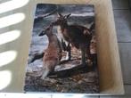 Australië; Prachtig boek, prachtige en uitzonderlijke natuur, Ophalen of Verzenden, Zo goed als nieuw, Natuur algemeen, Diverse schrijvers