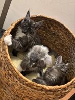 Maine coons, Dieren en Toebehoren, Meerdere dieren, Kortharig