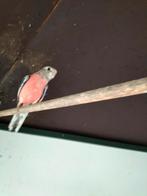 Bourks parkiet 2025, Dieren en Toebehoren, Vogels | Parkieten en Papegaaien, Geslacht onbekend, Parkiet