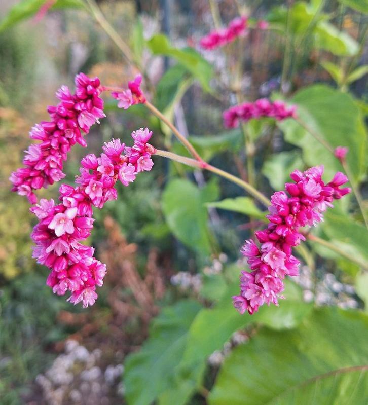 Persicaria orientalis, kiss me over the gardengate zaden, Tuin en Terras, Bloembollen en Zaden, Volle zon, Ophalen of Verzenden