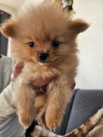 Pomeriaan x pomchi nog 1 pup mag naar een nieuw huisje!, Dieren en Toebehoren, Honden | Chihuahua's en Gezelschapshonden, CDV (hondenziekte)