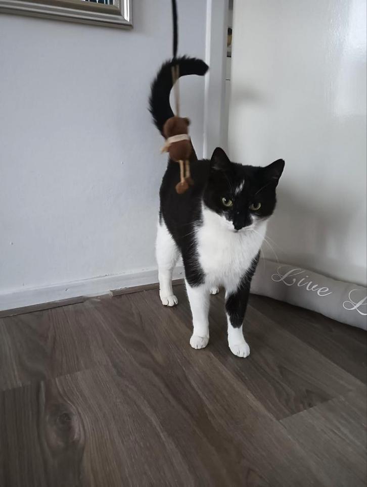 Zoek voor goede huisje. Voor mijn kat., Dieren en Toebehoren, Katten en Kittens | Overige Katten, Kater