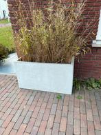 Tuinbak plantenbak groot wit grijs met bamboe, Tuin en Terras, Bloembakken en Plantenbakken, Ophalen, Kunststof, Gebruikt, 100 cm of meer