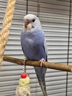 Jonge Baby Grasparkieten | Div. Kleuren | Handtam