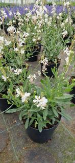 Gaura graceful white pot 17cm, Tuin en Terras, Planten | Tuinplanten, Ophalen, Zomer, Overige soorten