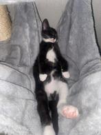 5 sterren huisje gezocht voor Maya, Dieren en Toebehoren, Poes