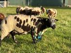 Tk mooie luxe bonte ram, Dieren en Toebehoren, Schapen, Geiten en Varkens, Mannelijk, Schaap