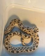 Haakneus man, Dieren en Toebehoren, Slang, Tam, 0 tot 2 jaar