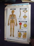 Oude schoolposters, Ophalen, Natuur en Biologie