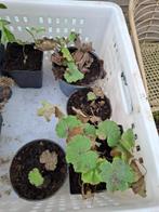 4 stekken vrouwenmantel €0,50/stuk, Volle zon, Vaste plant, Zomer, Ophalen