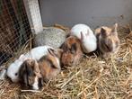 6 kleine konijnen, Dieren en Toebehoren, Meerdere dieren, Klein, 0 tot 2 jaar