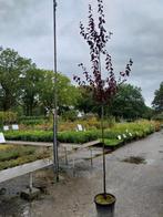 Prunus Cerasifera Nigra in pot, Tuin en Terras, Planten | Bomen, Overige soorten, Lente, 100 tot 250 cm, Ophalen