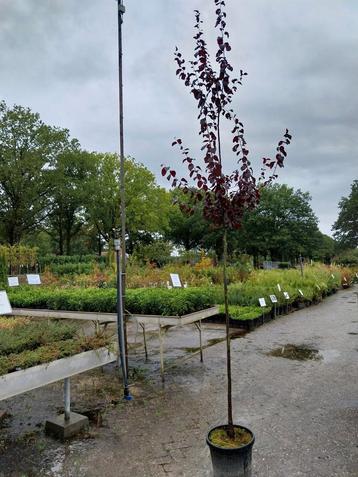 Prunus Cerasifera Nigra in pot beschikbaar voor biedingen