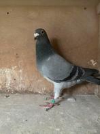 Seinstra /terpstra duivin, Dieren en Toebehoren, Vogels | Duiven, Vrouwelijk, Kropper