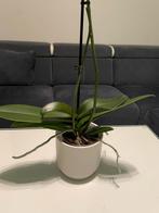 Orchidee, Huis en Inrichting, Kamerplanten, Ophalen