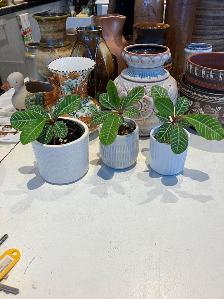Verschillende stekjes van Madagaskar juwel, Huis en Inrichting, Kamerplanten, Overige soorten, Minder dan 100 cm, Ophalen of Verzenden