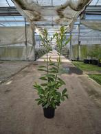 Laurier groot, Tuin en Terras, Planten | Bomen, Ophalen, Halfschaduw, Overige soorten, 100 tot 250 cm