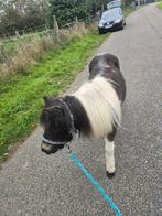 Prachtige AMHA, AMHR BMP bonte merrie, Dieren en Toebehoren, Pony's, Merrie