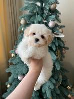 Exclusieve Maltipoo F1, pup (Maltezer / Asian Toy Poedel), Particulier, Overige rassen, 8 tot 15 weken, Buitenland