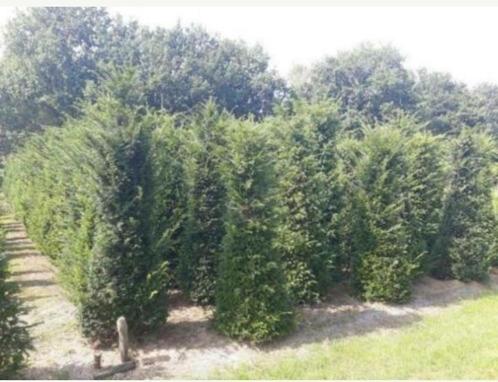 Taxus baccata tot 300cm hoog, Tuin en Terras, Planten | Struiken en Hagen, Taxus, Ophalen