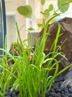 Crystal red garnalen, Dieren en Toebehoren, Vissen | Aquariumvissen, Kreeft, Krab of Garnaal