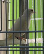 Witte kleine putters 2025, Geslacht onbekend, Wildzangvogel, Geringd