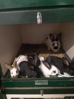 Jonge Lotharingers, Dieren en Toebehoren, Konijnen, Meerdere dieren, Groot, 0 tot 2 jaar