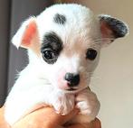 Knappe chihuahua pup zoekt eigen baasje., Parvo, Reu, 8 tot 15 weken, Eén hond