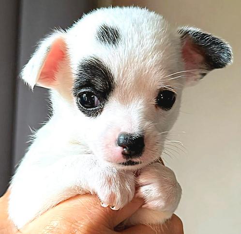 Knappe chihuahua pup zoekt eigen baasje., Dieren en Toebehoren, Honden | Chihuahua's en Gezelschapshonden, Reu, Chihuahua, Particulier