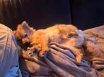 Pomeriaan/ keeshond puppy, Dieren en Toebehoren, Honden | Niet-rashonden, Rabiës (hondsdolheid), 15 weken tot 1 jaar, Reu, Eén hond