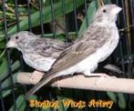 WITSTUIT EDELZANGERS, Dieren en Toebehoren, Vogels | Overige Vogels, Vrouwelijk, Tropenvogel, Geringd