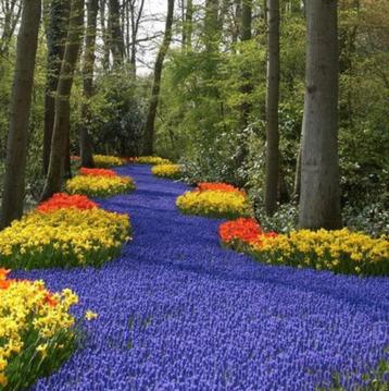 Bio zaden Blauwe druifjes - Muscari botryoides beschikbaar voor biedingen