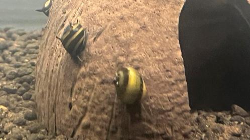 Clithon Diadema yellow horn snail ACTIE PRIJS, Dieren en Toebehoren, Vissen | Aquariumvissen, Slak of Weekdier
