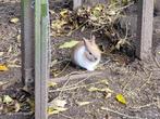 Dwergkonijntje, Dieren en Toebehoren, Konijnen, Mannelijk, Dwerg, 0 tot 2 jaar