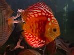 Discus, Dieren en Toebehoren, Vissen | Aquariumvissen, Vis